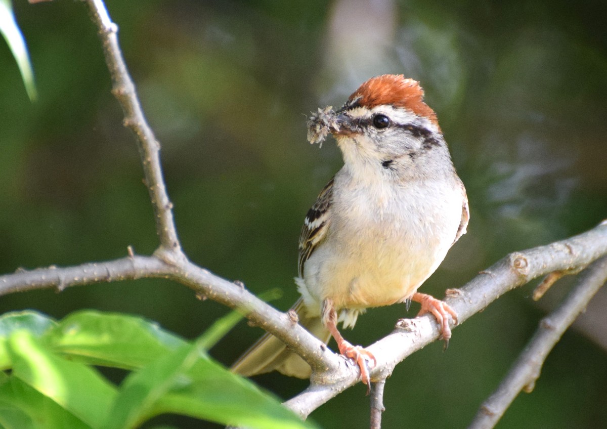 Chipping Sparrow - ML575847641