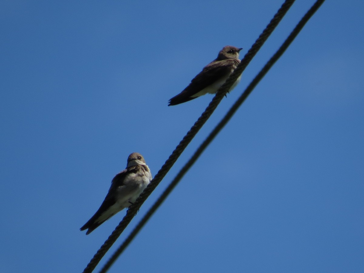 Northern Rough-winged Swallow - ML57584861
