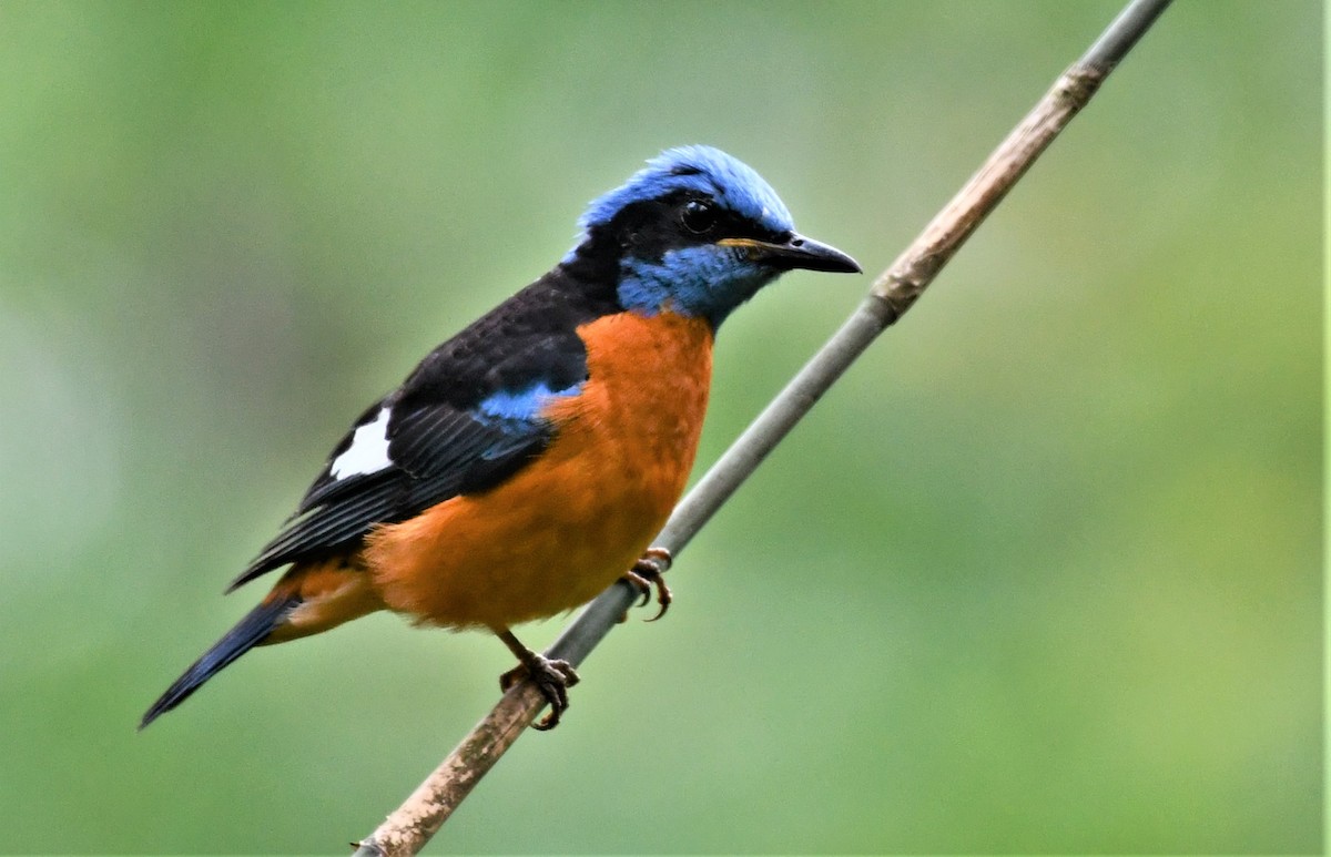 Blue-capped Rock-Thrush - ML575848621