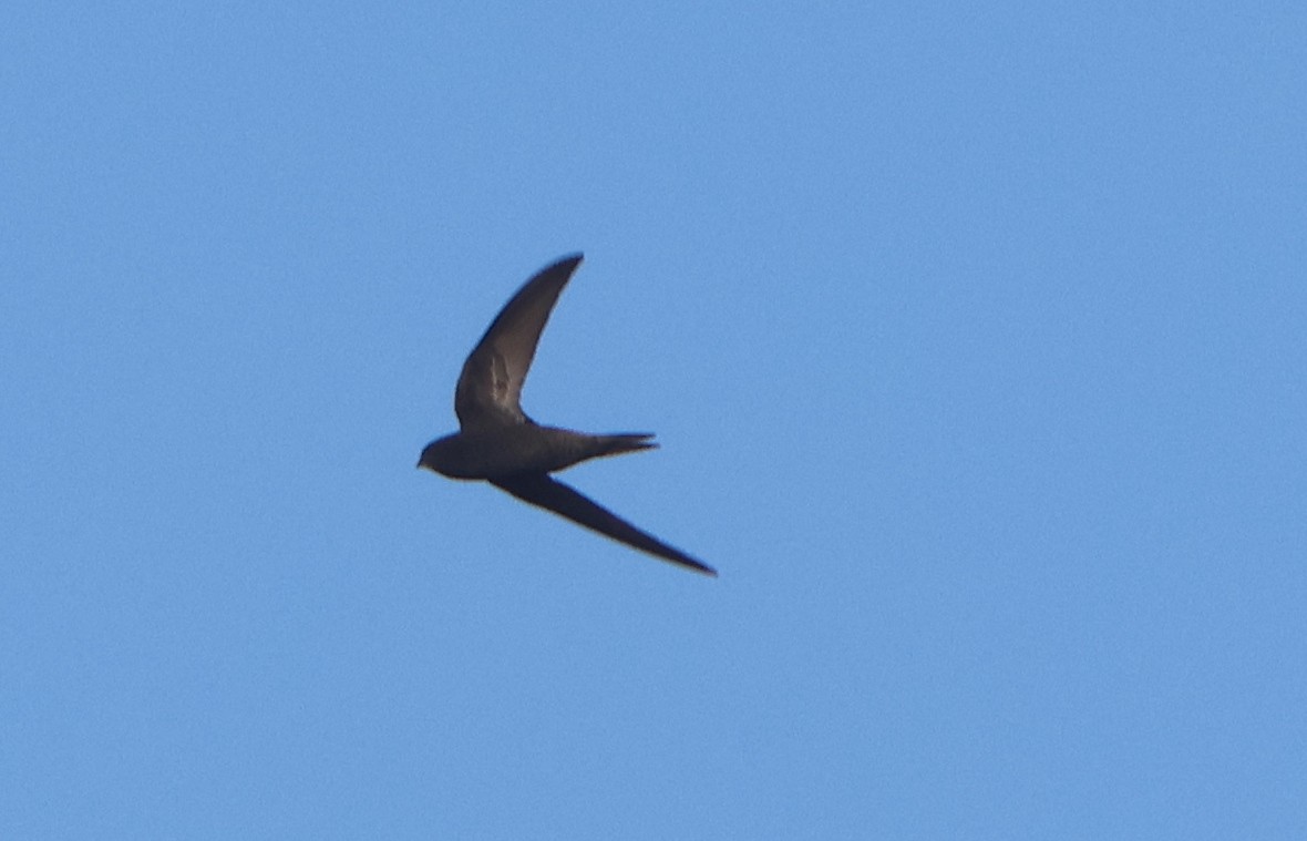 Common Swift - ML575849021