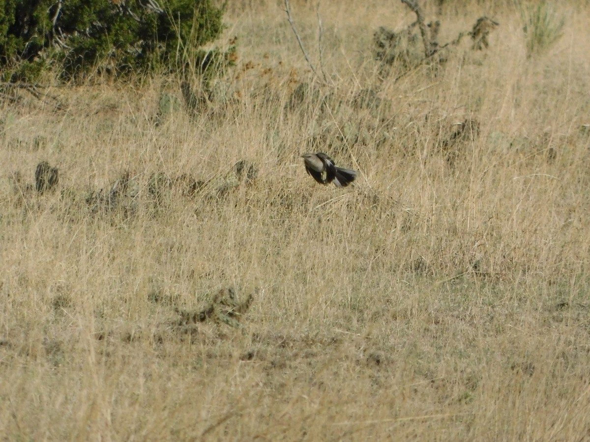 Northern Mockingbird - ML575849201