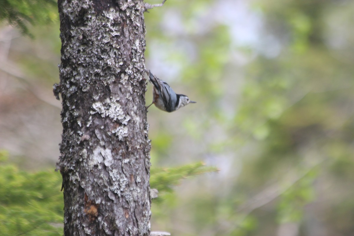 White-breasted Nuthatch - ML575849851