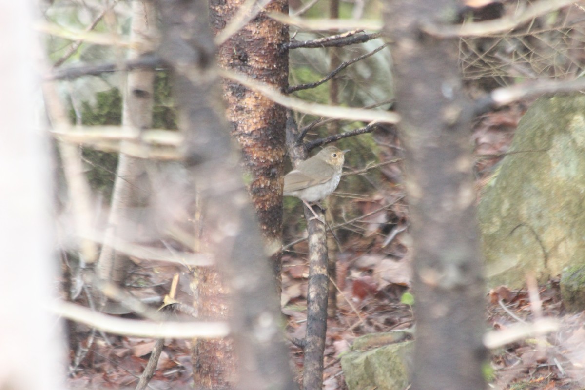 Hermit Thrush - ML575850011