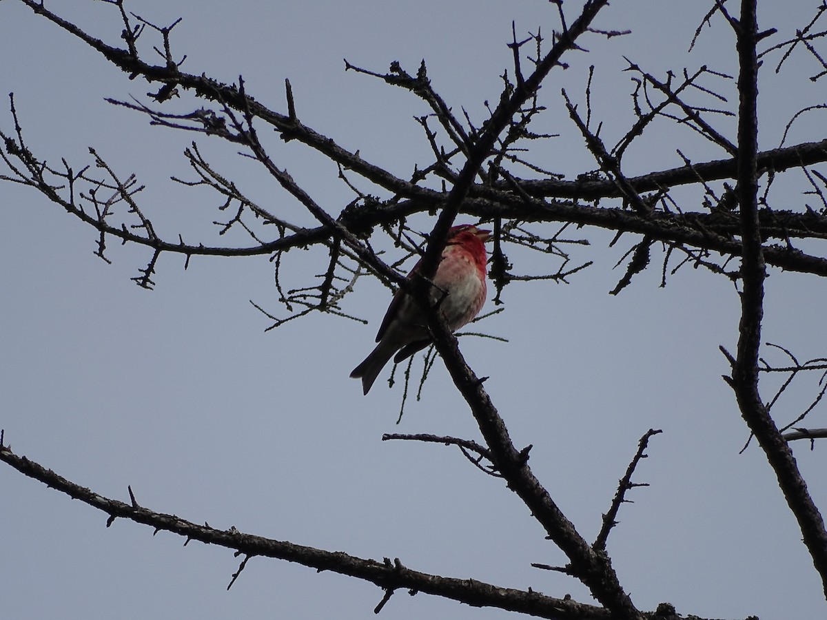 Purple Finch - ML575850101