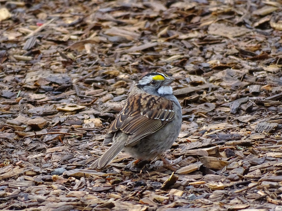 White-throated Sparrow - ML575850171