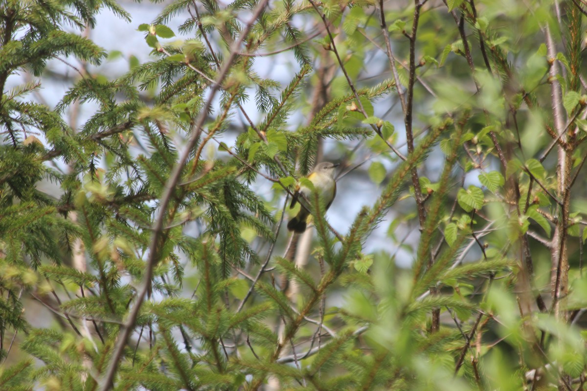 American Redstart - ML575850231