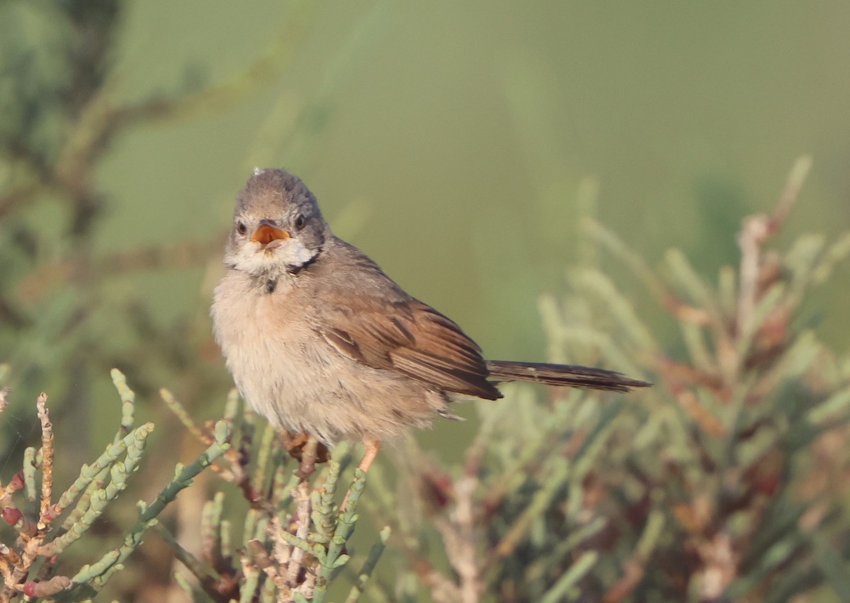 Spectacled Warbler - ML575851471