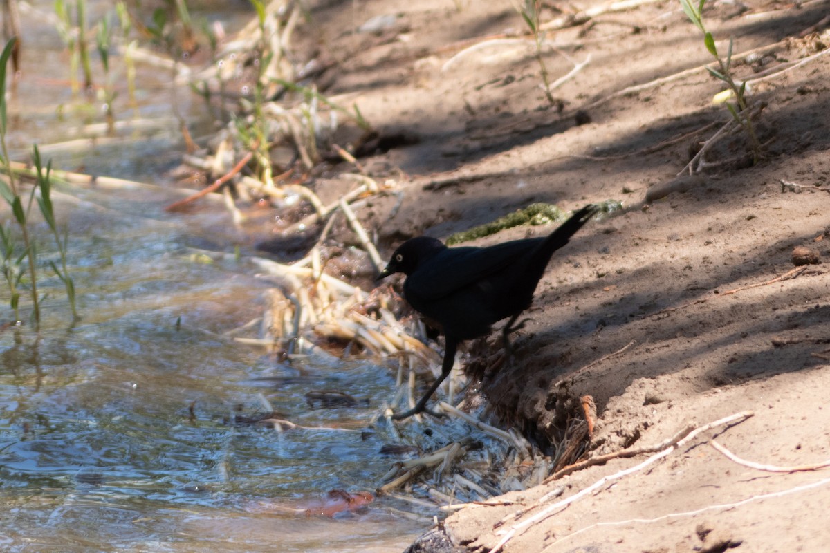 Brewer's Blackbird - ML575851731