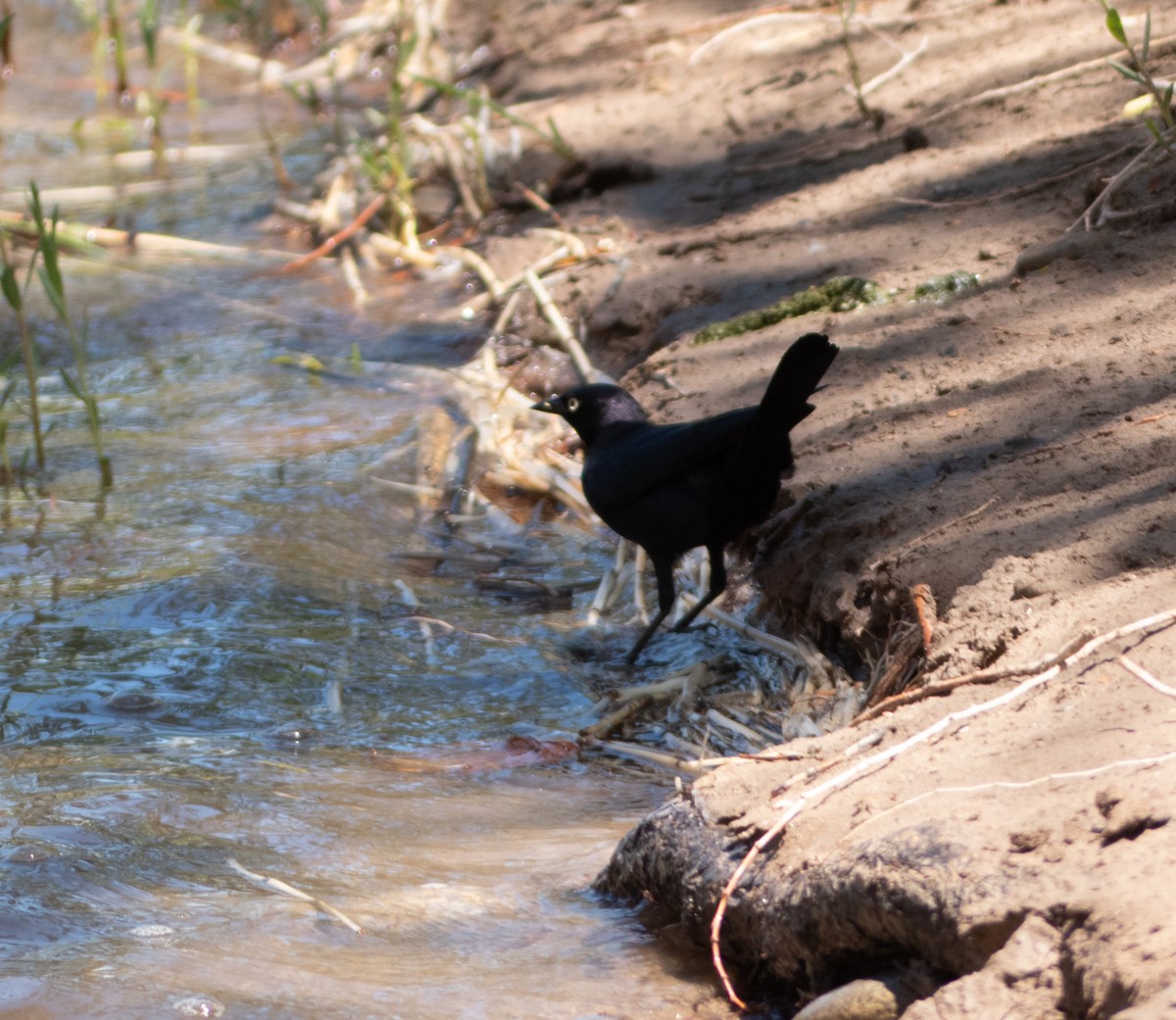 Brewer's Blackbird - ML575851741