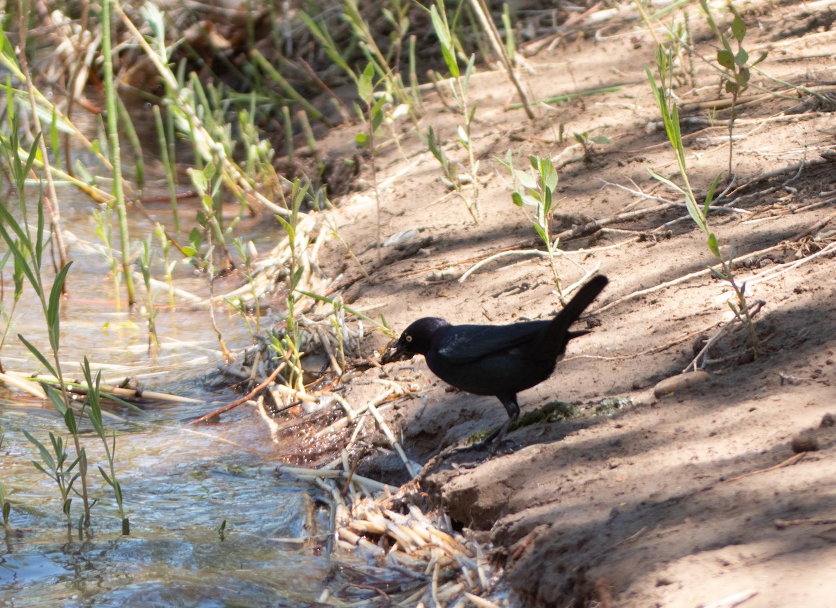 Brewer's Blackbird - ML575851751