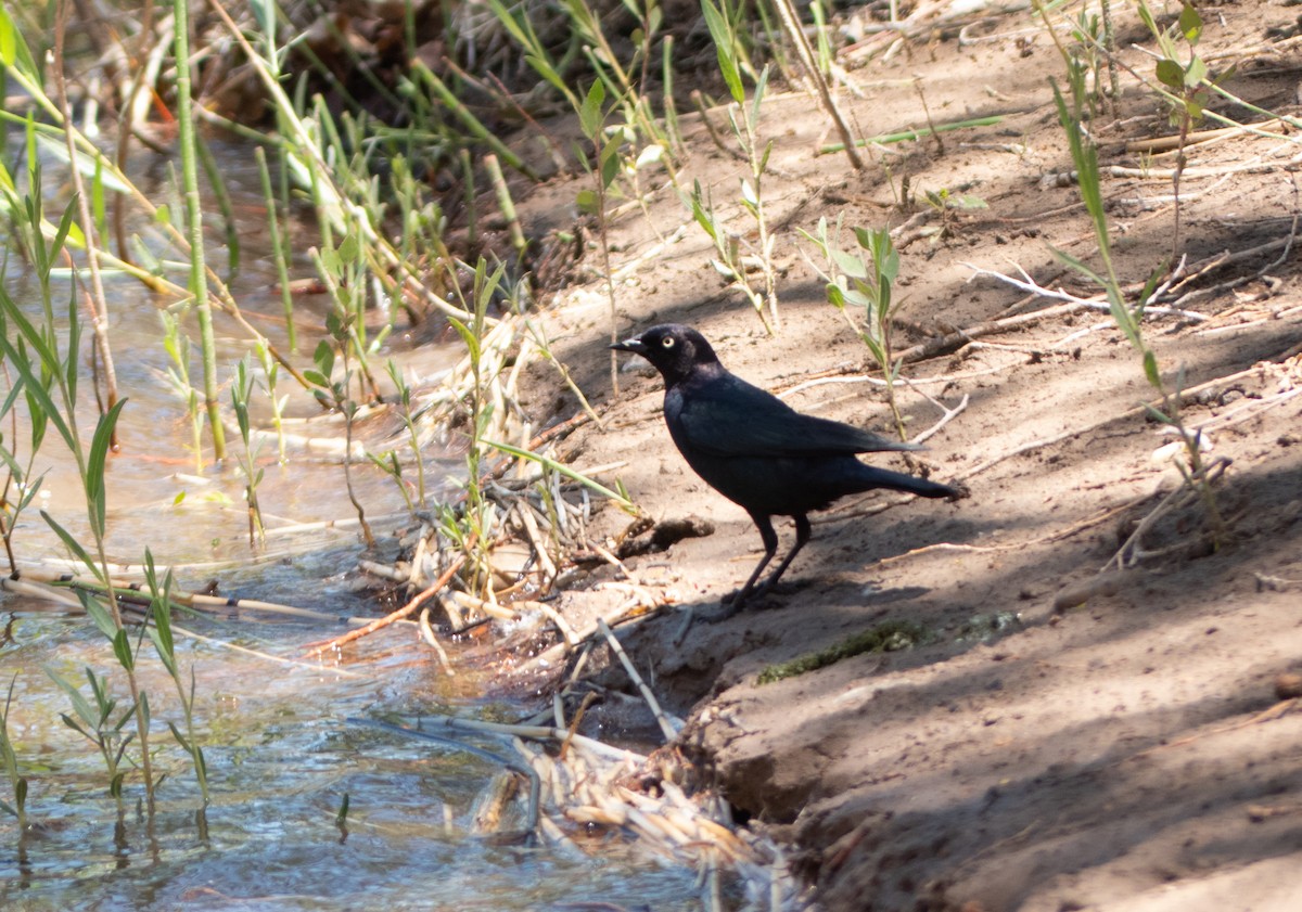 Brewer's Blackbird - ML575851761