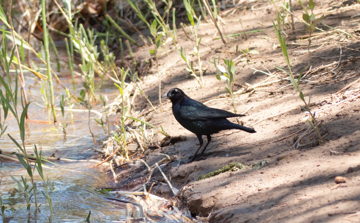 Brewer's Blackbird - ML575851771