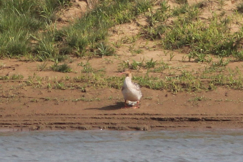 紅胸秋沙 - ML575853421