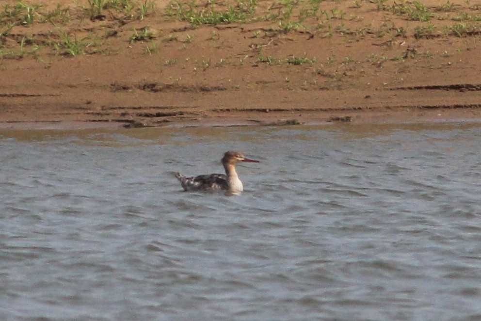 紅胸秋沙 - ML575853431