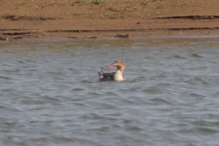 紅胸秋沙 - ML575853441