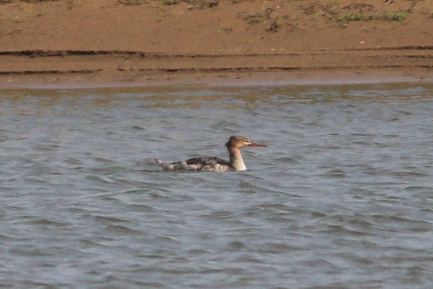 紅胸秋沙 - ML575853451