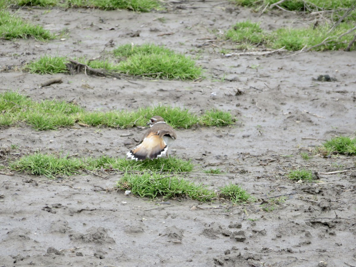 Killdeer - ML575855791