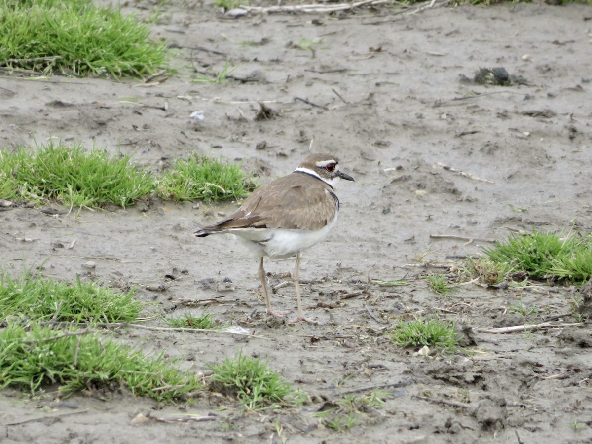 Killdeer - ML575855811