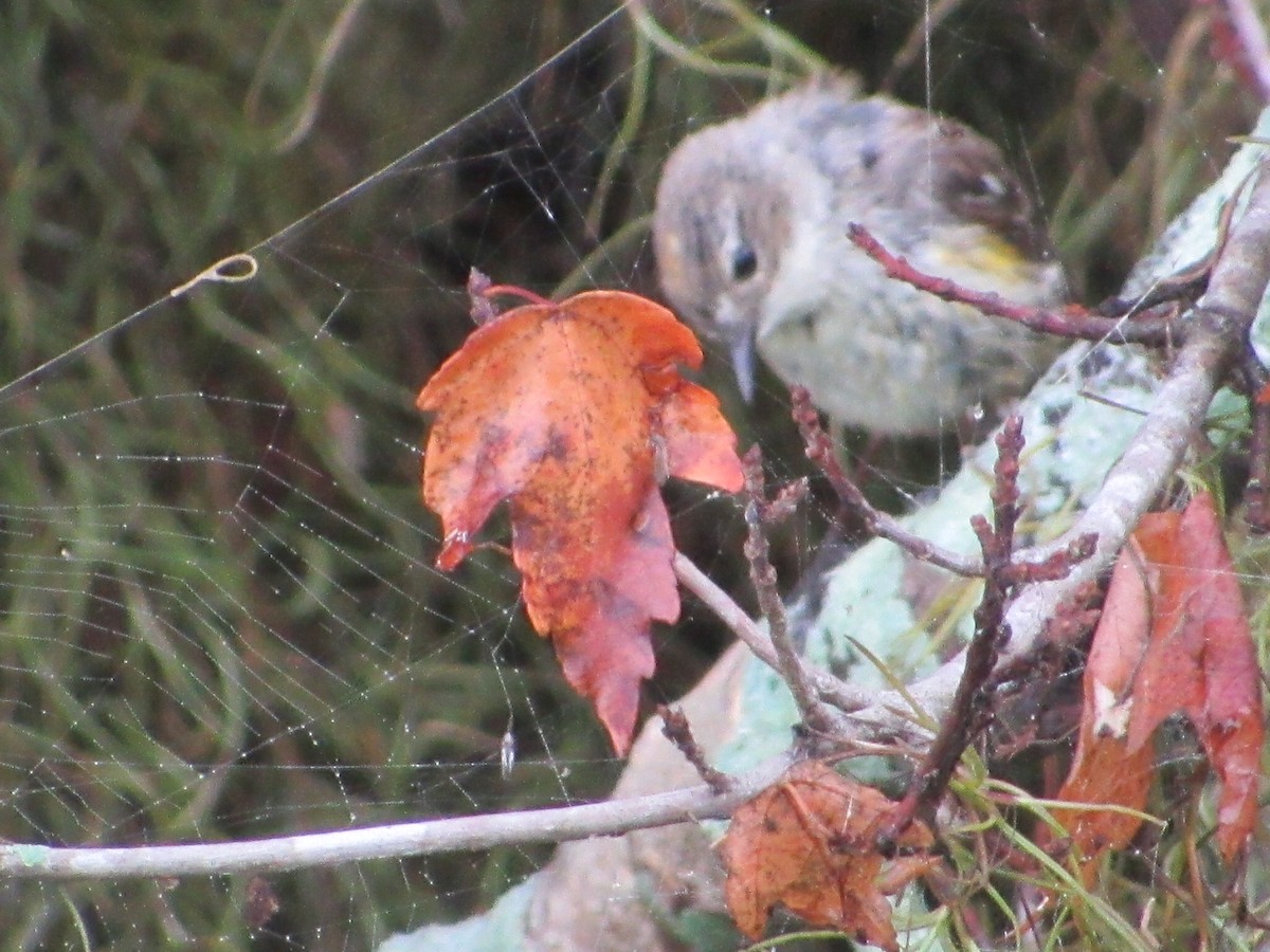 Yellow-rumped Warbler (Myrtle) - ML575856191