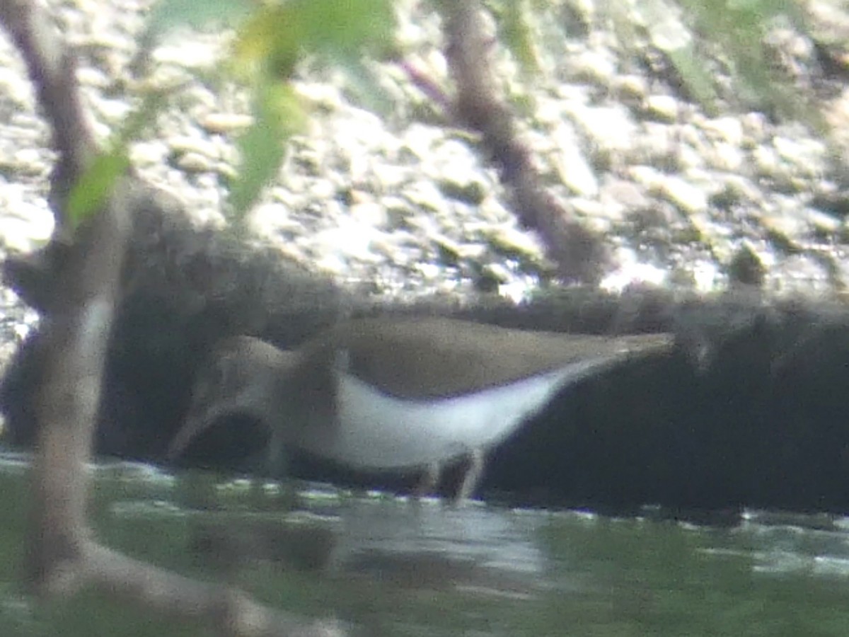 Common Sandpiper - ML575856271