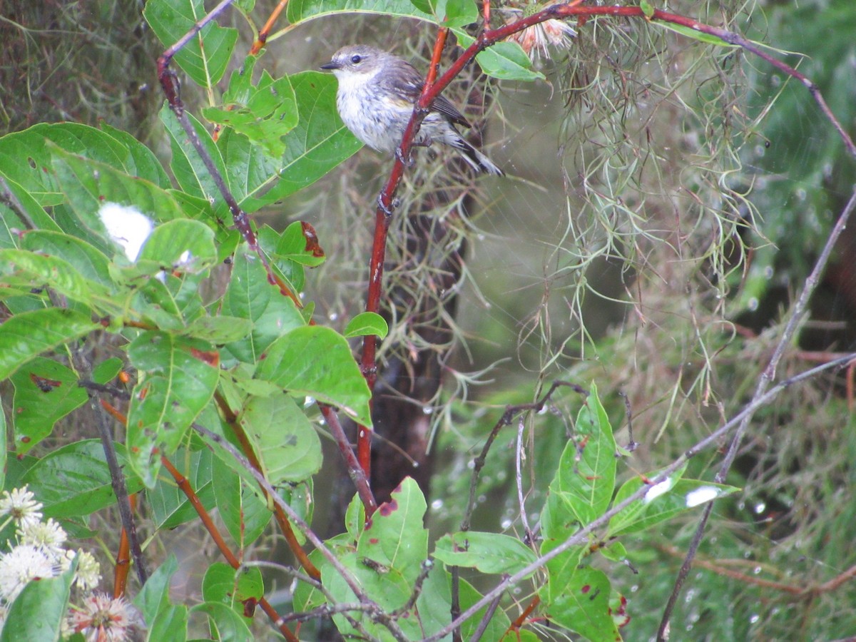 Yellow-rumped Warbler (Myrtle) - ML575856441