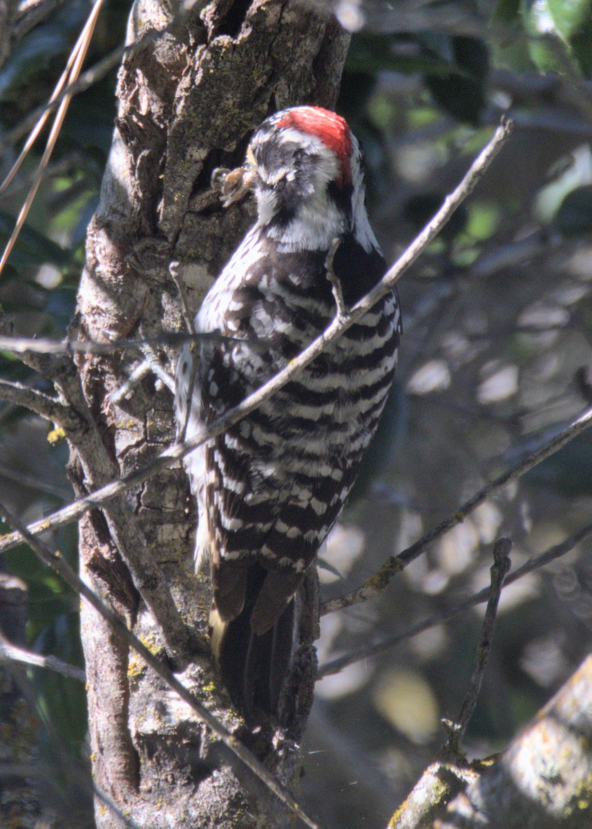 Nuttall's Woodpecker - ML575857661