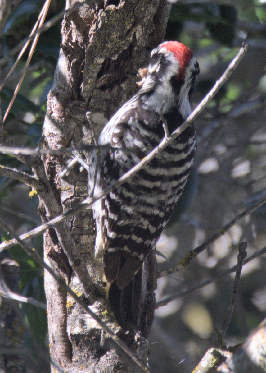 Nuttall's Woodpecker - ML575857671