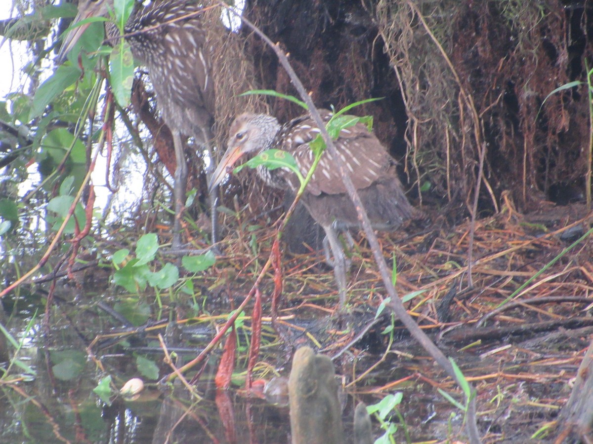 Limpkin (Speckled) - ML575857891