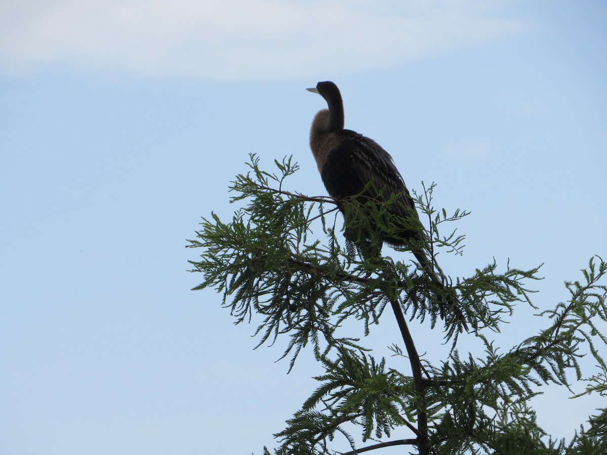 Anhinga - ML575857991