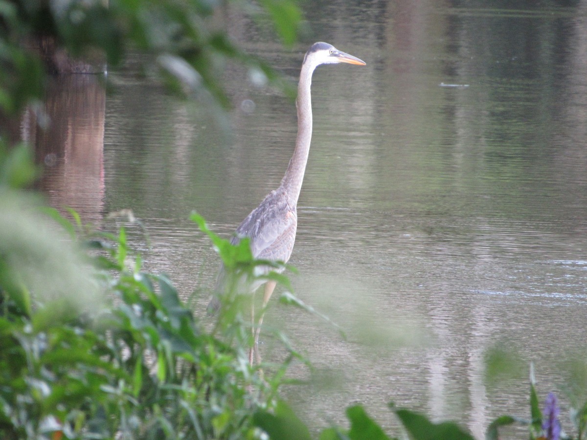 Great Blue Heron - ML575858171