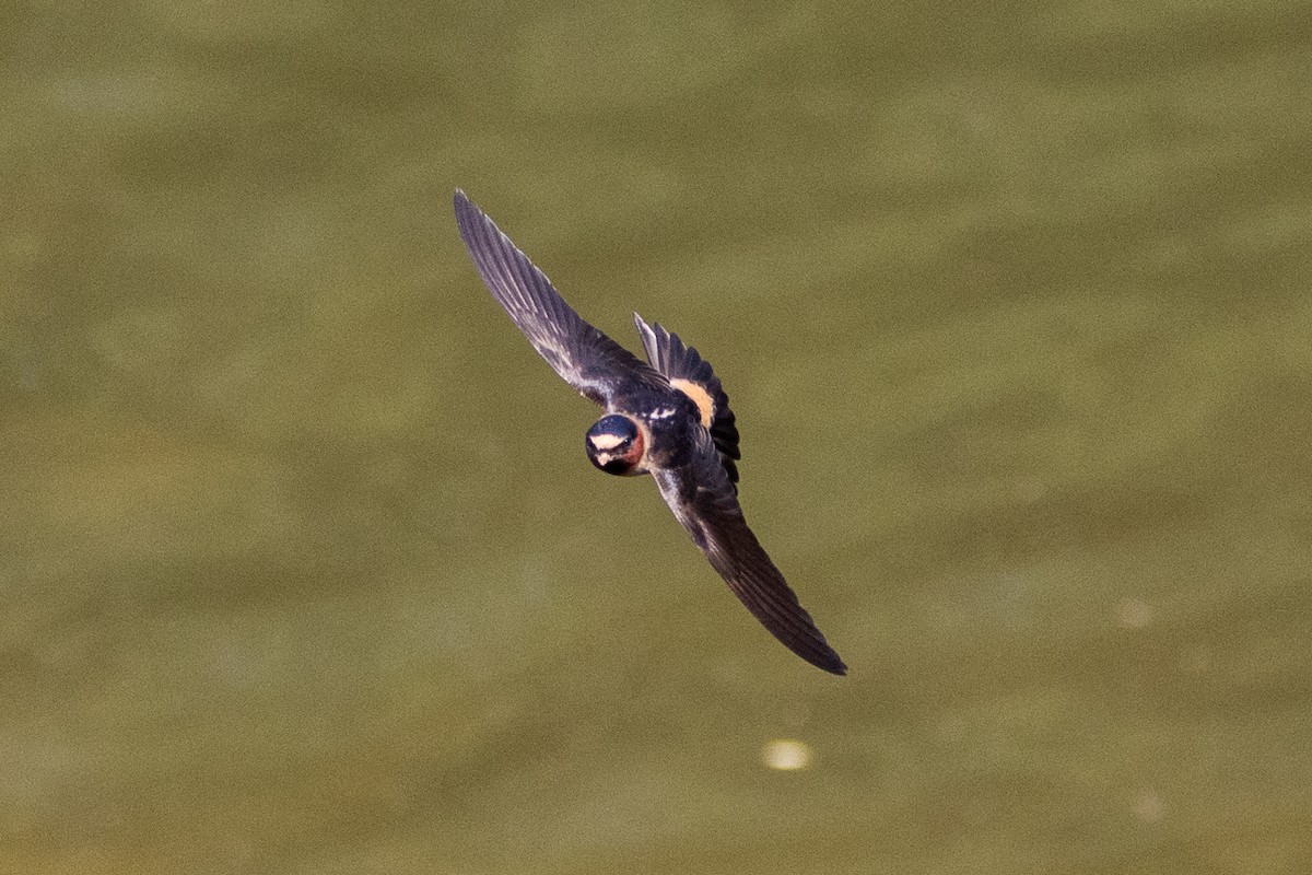 Cliff Swallow - Jared Fisher
