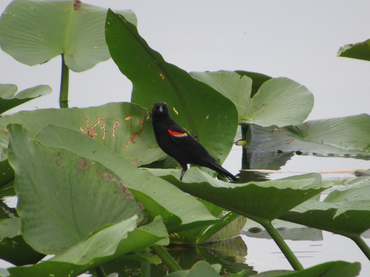 Red-winged Blackbird - ML575858371