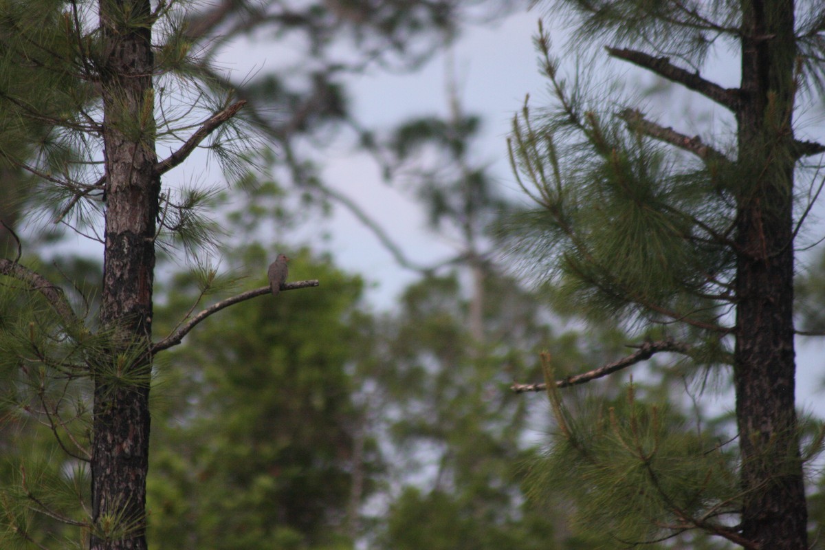 Common Ground Dove - ML575858431