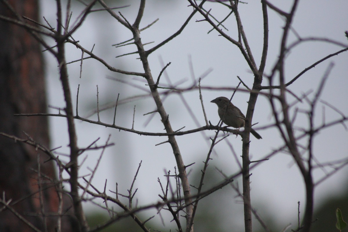 Bachman's Sparrow - Avery Chan