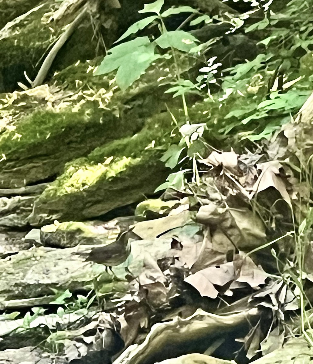 Louisiana Waterthrush - ML575863001