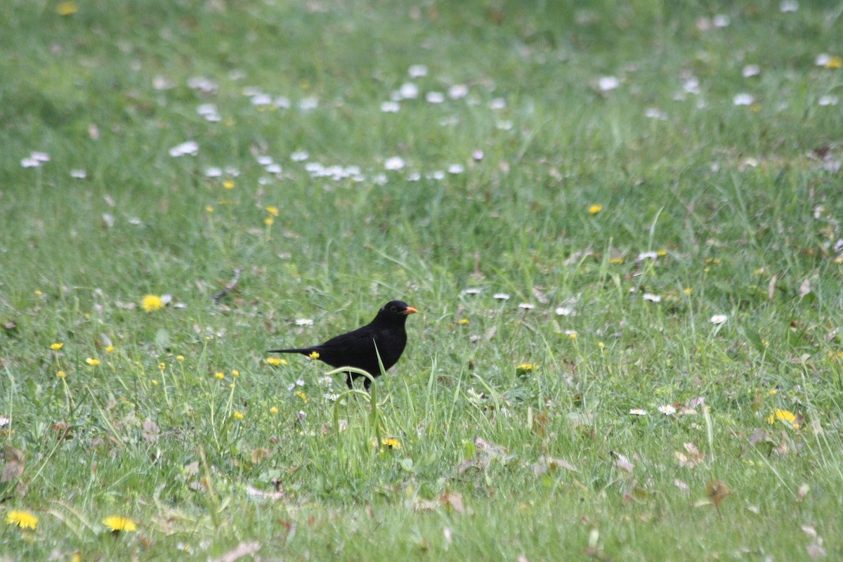 Хар хөөндэй - ML575863591