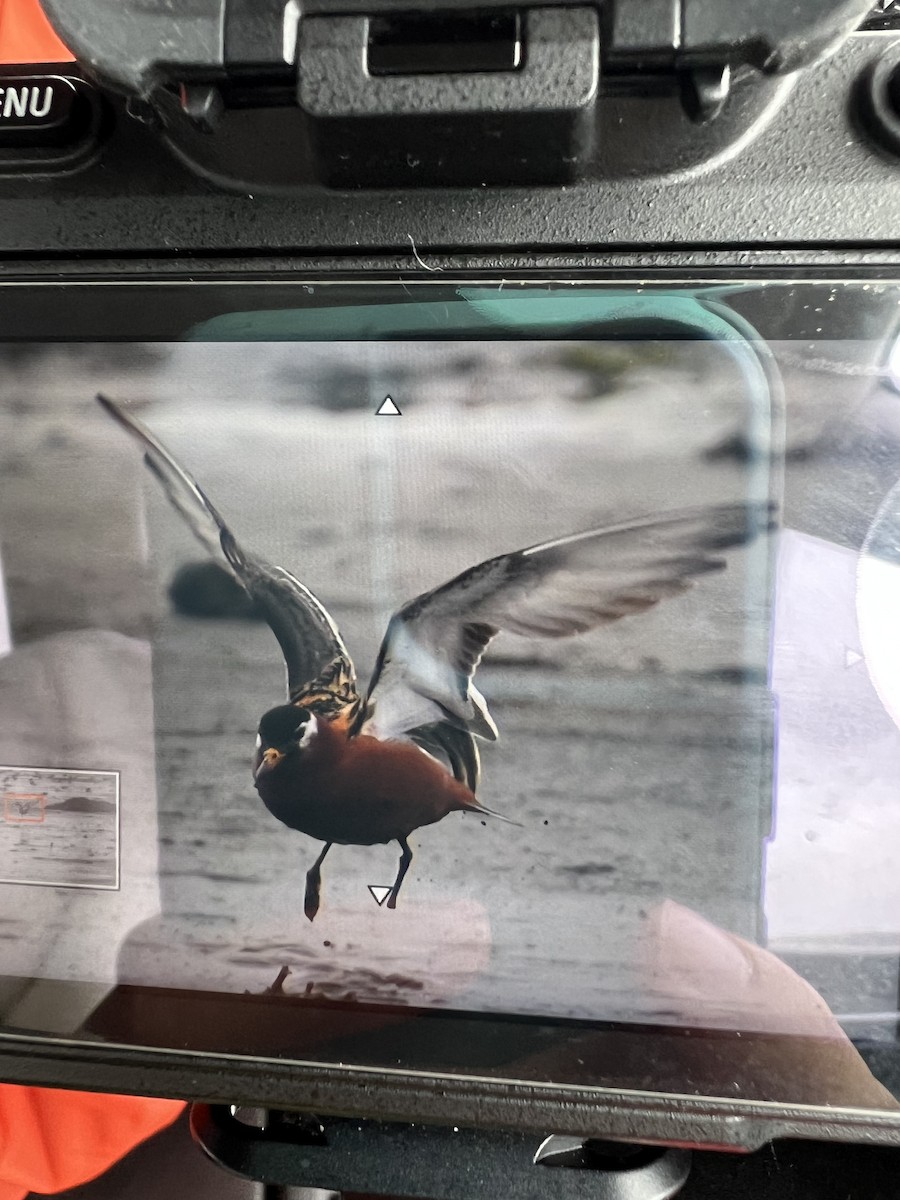 Red Phalarope - ML575864521