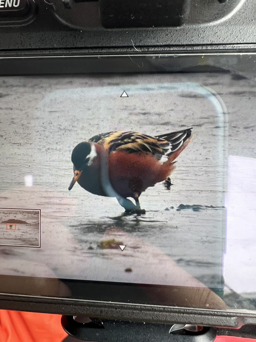 Red Phalarope - ML575864531