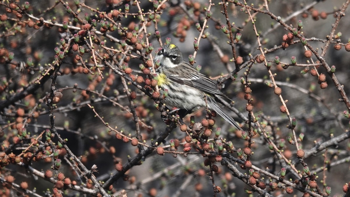 Yellow-rumped Warbler - ML575865521