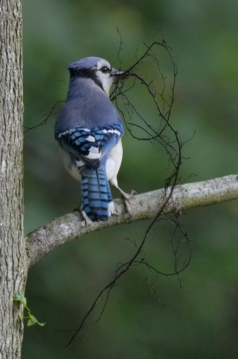 sojka chocholatá - ML575865751