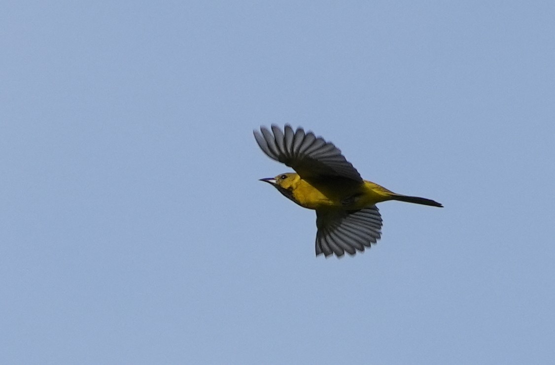 Orchard Oriole - ML575865991