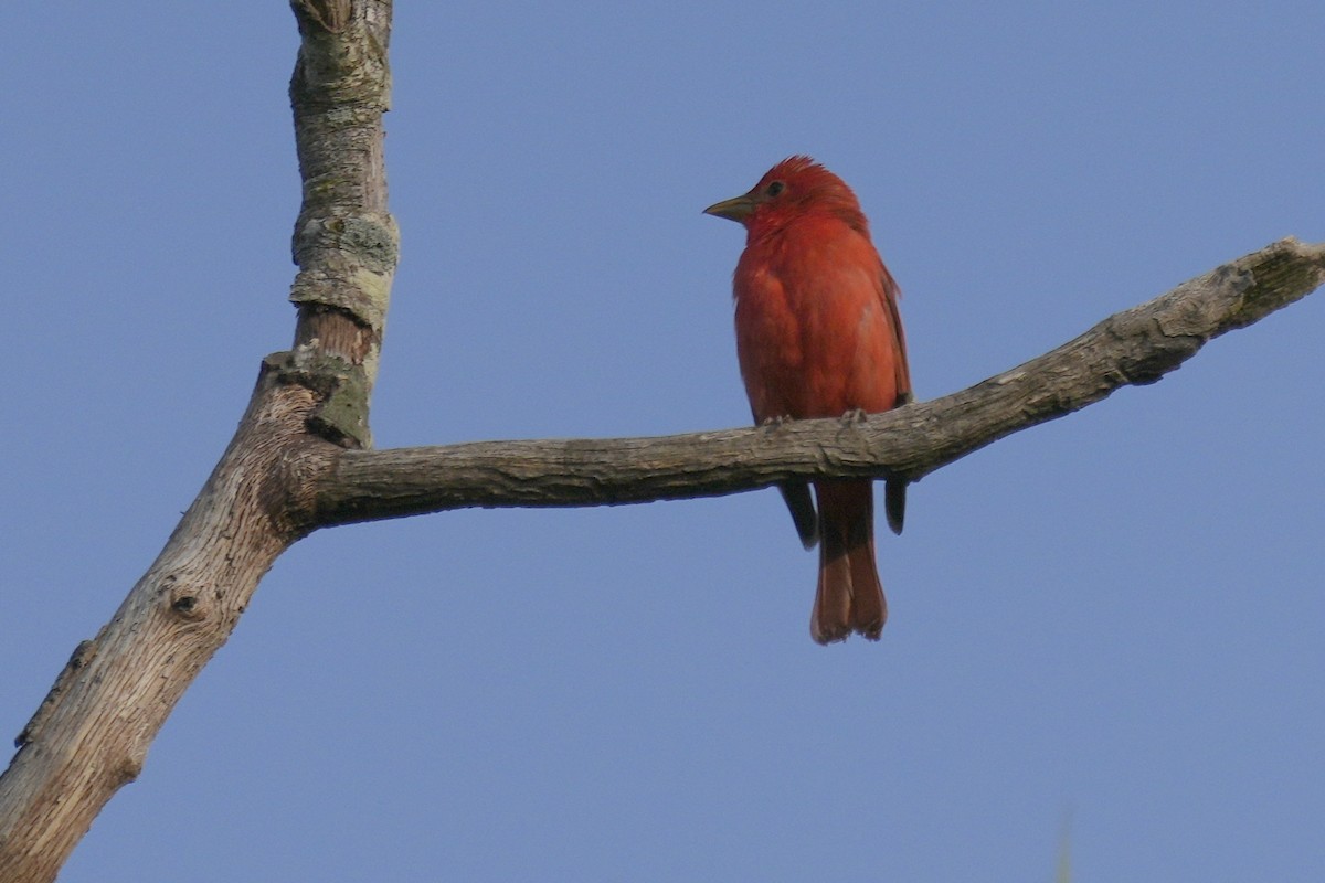 piranga ohnivá - ML575866071