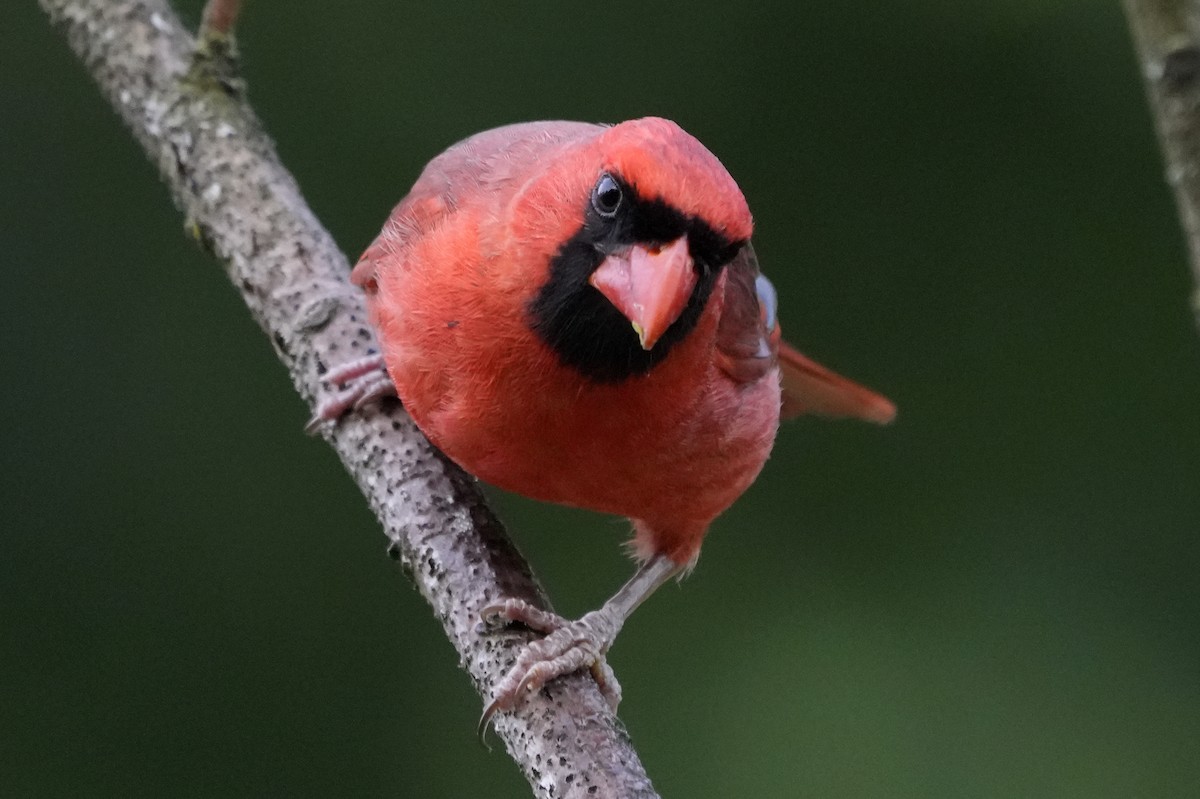 kardinál červený - ML575866601