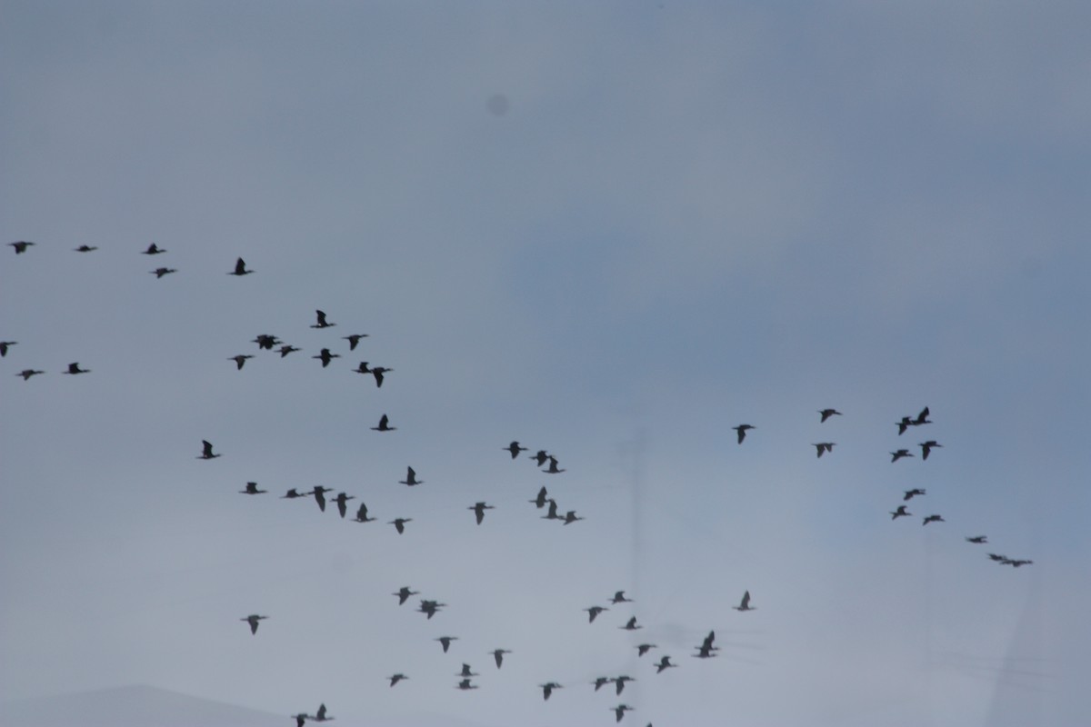 Great Cormorant - ML575867291