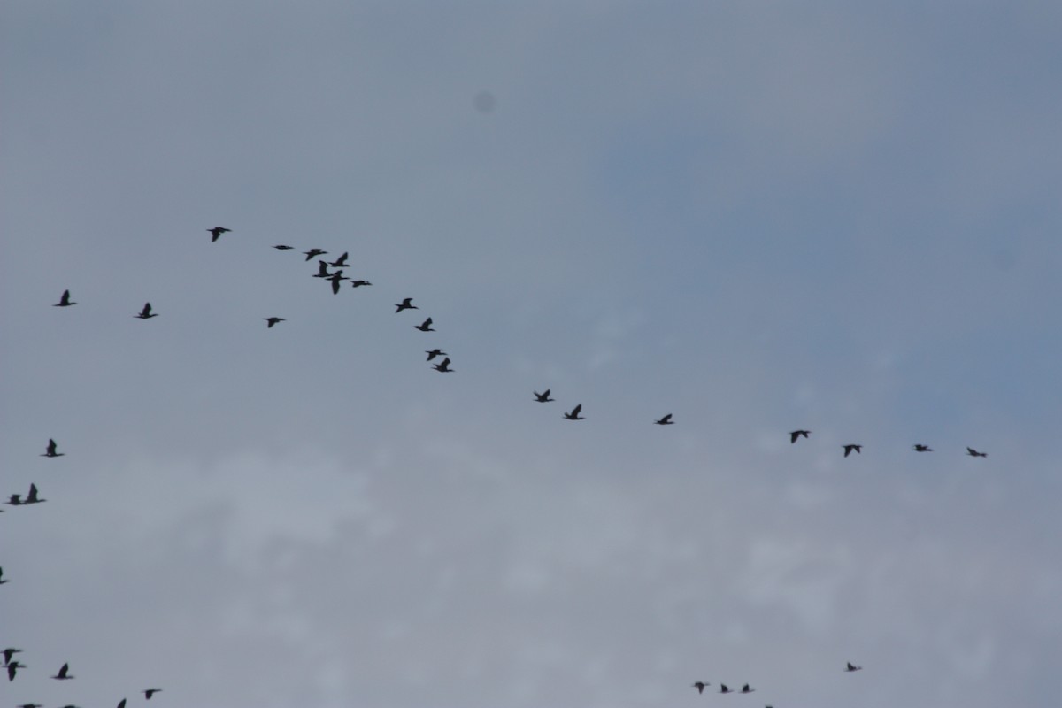 Great Cormorant - ML575867321