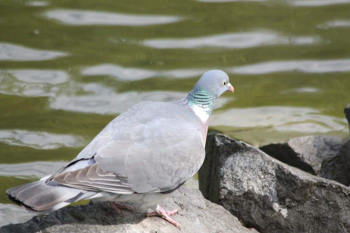 Common Wood-Pigeon - ML575867501