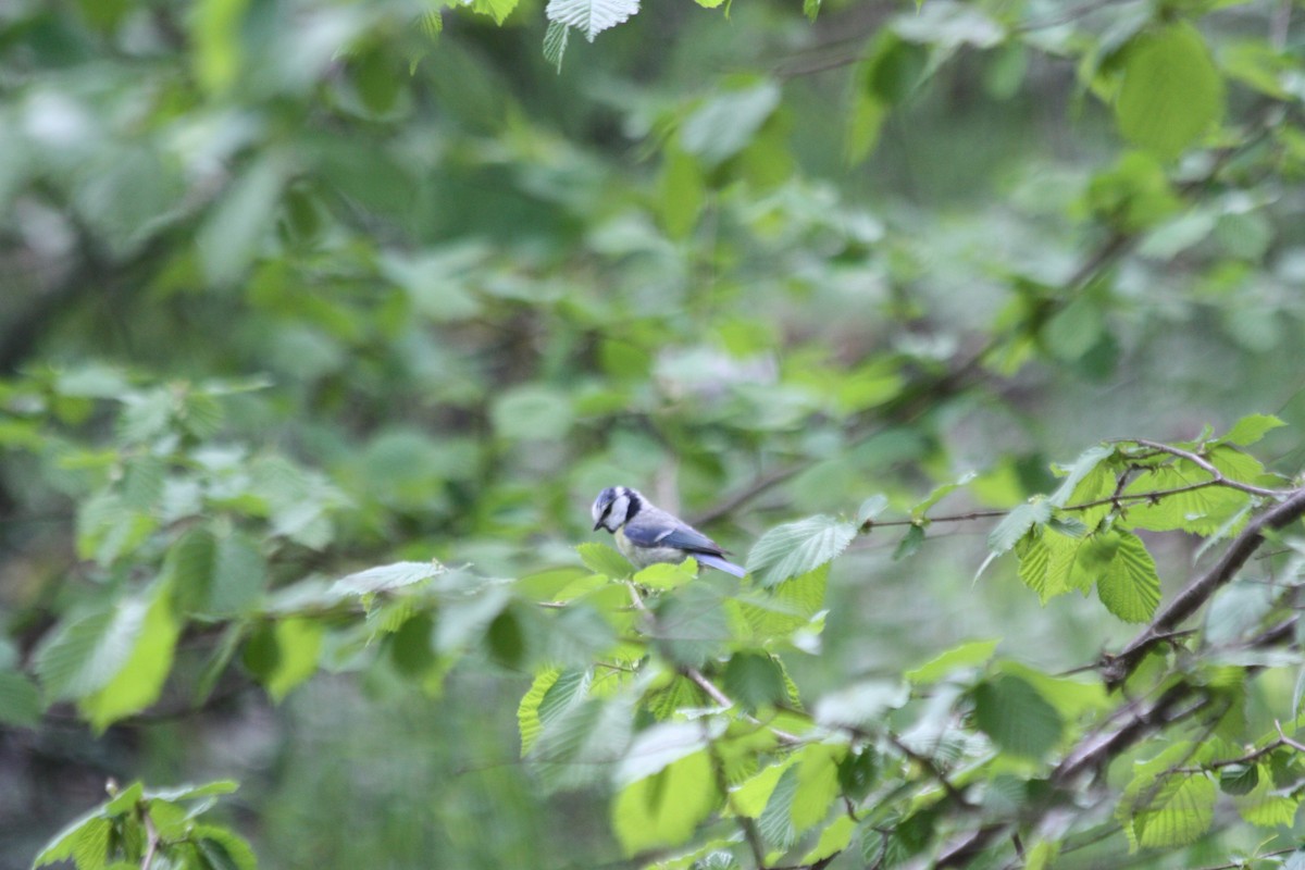 Eurasian Blue Tit - ML575867681