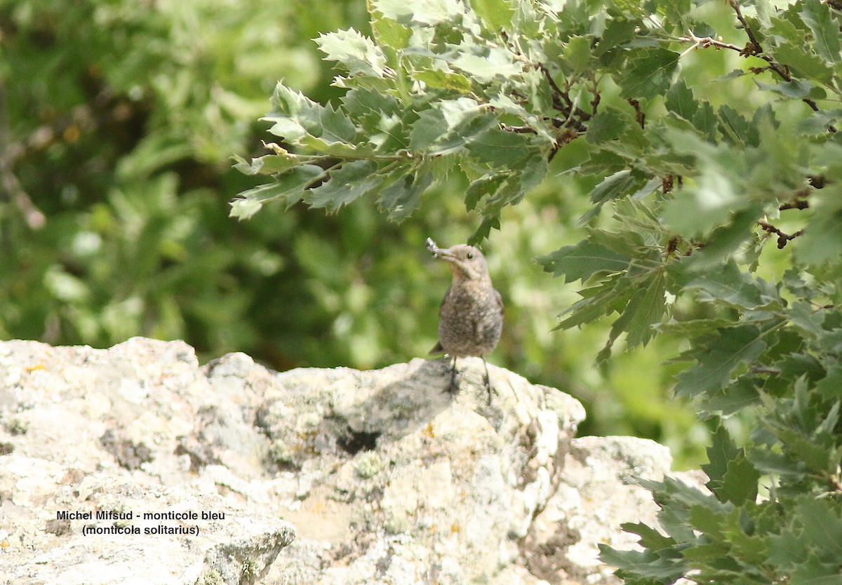 Blue Rock-Thrush - ML575867691