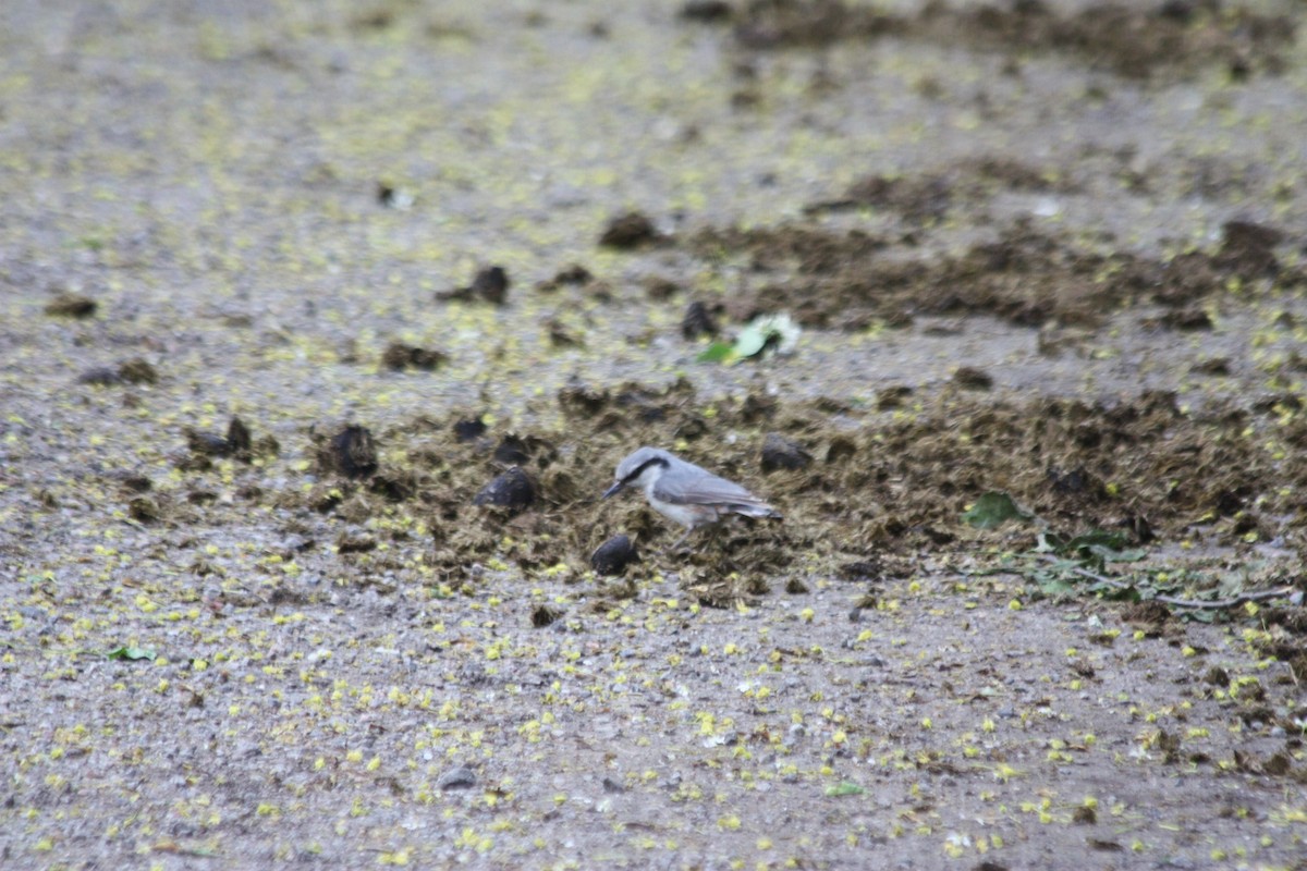 Eurasian Nuthatch - ML575867811