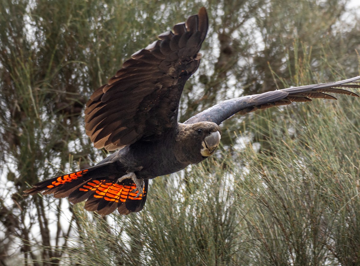 Glossy Black-Cockatoo - Kevin McAuliffe